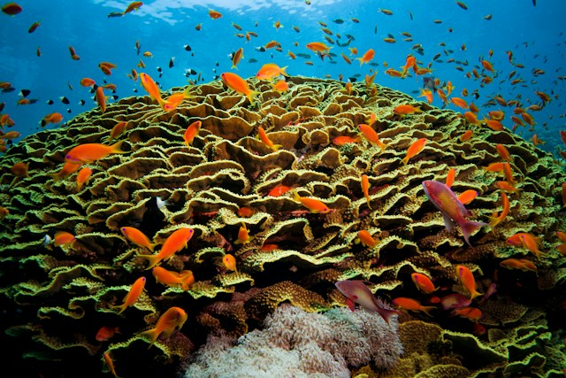 Hurghada pentru iubitorii de snorkeling: cum alegi excursiile și zonele potrivite